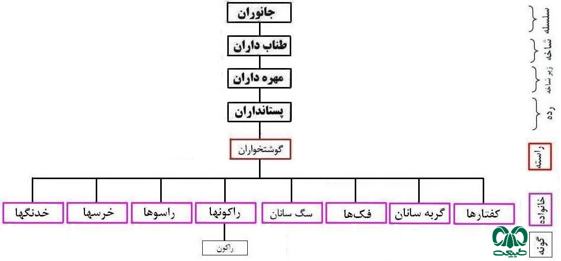 سلسله مراتب خانواده راکون